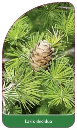 etykieta-szkolkarska-larix-decidua