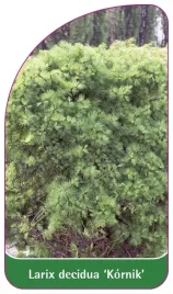 etykieta-szkolkarska-larix-decidua-kornik