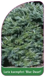 etykieta-szkolkarska-larix-kaempferi-blue-dwarf