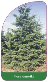 etykieta-szkolkarska-picea-omorika