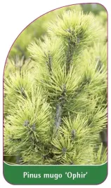 etykieta-szkolkarska-pinus-mugo-ophir