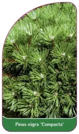 etykieta-szkolkarska-pinus-nigra-compacta