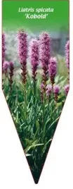 etykieta-szkolkarska-liatris-spicata-kobold