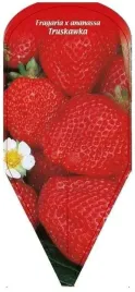 etykieta-szkolkarska-fragaria-x-ananassa-truskawka-2