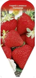 etykieta-szkolkarska-fragaria-x-ananassa-truskawka-3
