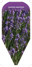 etykieta-szkolkarska-lavandula-angustifolia