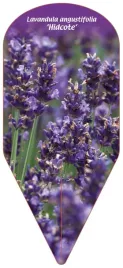 etykieta-szkolkarska-lavandula-angustifolia-hidcote
