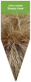 etykieta-szkolkarska-carex-comans-bronze-form
