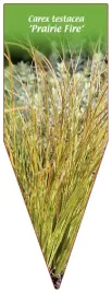 etykieta-szkolkarska-carex-testacea-prairie-fire