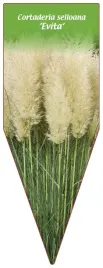 etykieta-szkolkarska-cortaderia-selloana-evita