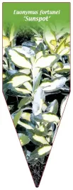 etykieta-szkolkarska-euonymus-fortunei-sunspot