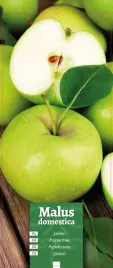 malus-domestica-jablon-zielona