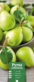 pyrus-communis-grusza-zielona