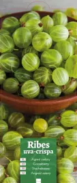 ribes-uva-crispa-agrest-zielony