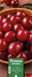 prunus-cerasus-wisnia