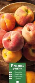 prunus-persica-brzoskwinia