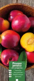 prunus-persica-var-nucipersica-nektaryna