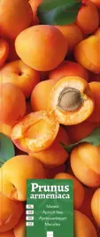 prunus-armeniaca-morela