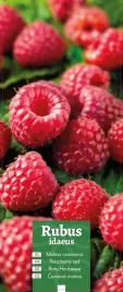 rubus-idaeus-malina-czerwona