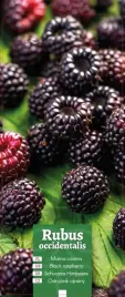 rubus-occidentalis-malina-czarna