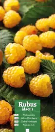 rubus-idaeus-malina-zolta