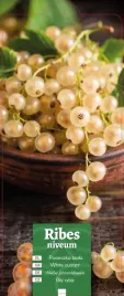 ribes-niveum-porzeczka-biala