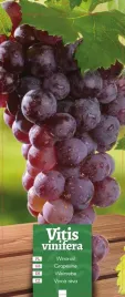 vitis-vinifera-winorosl-ciemny-roz