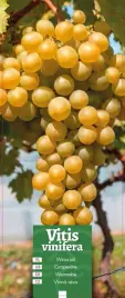 vitis-vinifera-winorosl-zolta