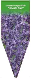 etykieta-szkolkarska-lavandula-angustifolia-hidcote-blue