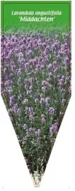 etykieta-szkolkarska-lavandula-angustifolia-middachten-57-x-155-mm