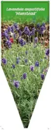 etykieta-szkolkarska-lavandula-angustifolia-munstead-57-x-155-mm