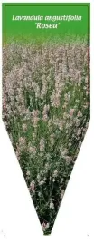etykieta-szkolkarska-lavandula-angustifolia-rosea