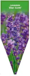 etykieta-szkolkarska-lavandula-blue-scent