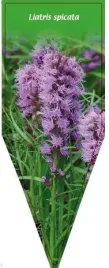 etykieta-szkolkarska-liatris-spicata