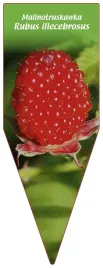etykieta-szkolkarska-malinotruskawka-rubus-illecebrosus