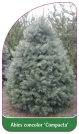 etykieta-szkolkarska-abies-concolor-compacta