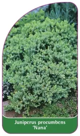 etykieta-szkolkarska-juniperus-procumbens-nana