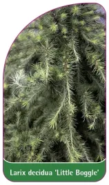 etykieta-szkolkarska-larix-decidua-little-boggle