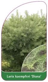 etykieta-szkolkarska-larix-kaempferi-diana