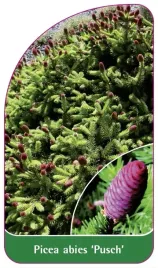 etykieta-szkolkarska-picea-abies-pusch