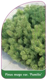 etykieta-szkolkarska-pinus-mugo-var-pumilio
