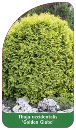 etykieta-szkolkarska-thuja-occidentalis-golden-globe