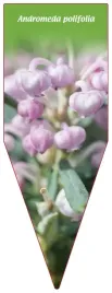 etykieta-szkolkarska-andromeda-polifolia