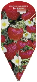 fragaria-x-ananassa-truskawka-1