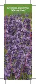 etykieta-szkolkarska-lavandula-angustifolia-hidcote-blue
