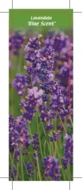 etykieta-szkolkarska-lavandula-blue-scent