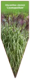 etykieta-szkolkarska-miscanthus-sinensis-cosmopolitan