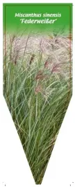etykieta-szkolkarska-miscanthus-sinensis-federweiser