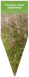 etykieta-szkolkarska-miscanthus-sinensis-kupferberg