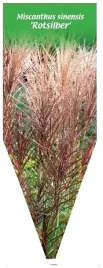 etykieta-szkolkarska-miscanthus-sinensis-rotsilber